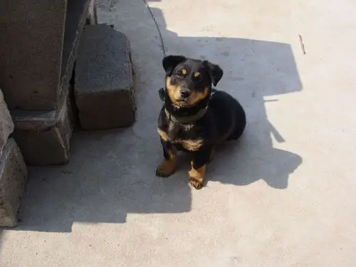 帮忙看看 这是啥品种的四眼狗?俩月大了.会是罗威拿 嘛?