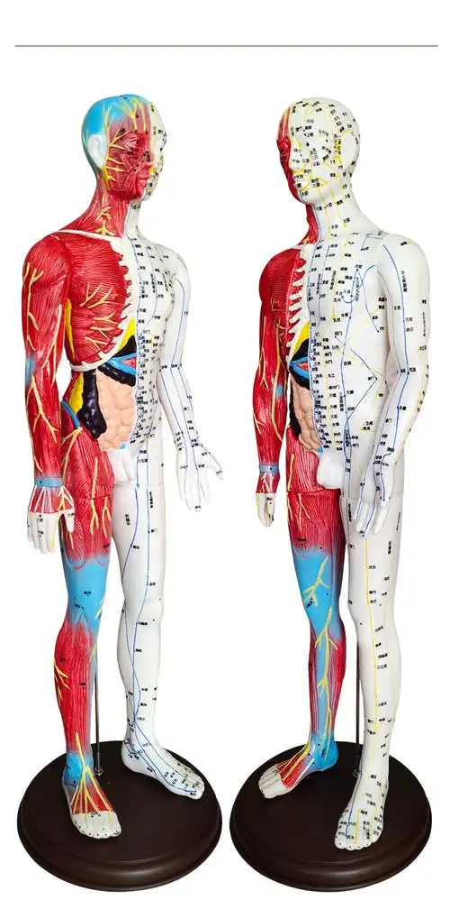 中医针灸穴位人体模型扎针教学男女全身十二经络小皮人硅胶模特图 60