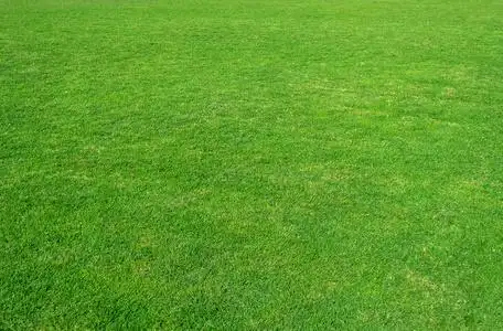 绿草的图案和质地. 绿色草坪背景.照片