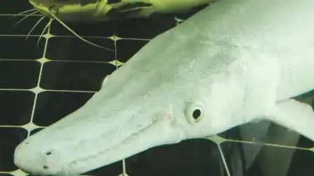 逛店发现体长一米白化鳄雀鳝,通体没有任何瑕疵,砸锅卖铁要买它!
