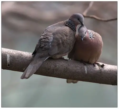 一对"珠颈斑鸠"--亲密全过程