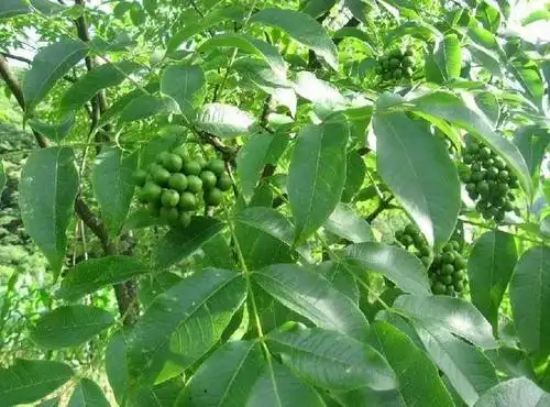 中药黄柏的功效与作用