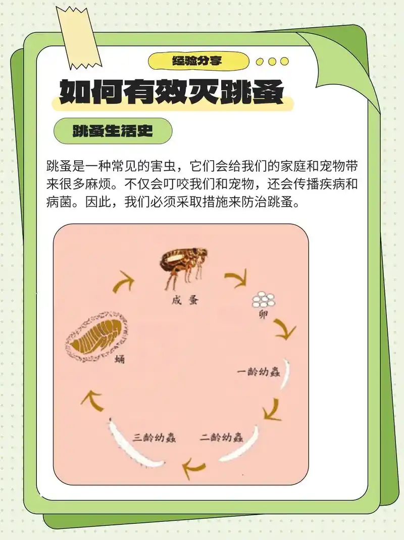 分享一些有关灭跳蚤的知识和方法.经验.跳蚤是一种常见的害虫, - 抖音