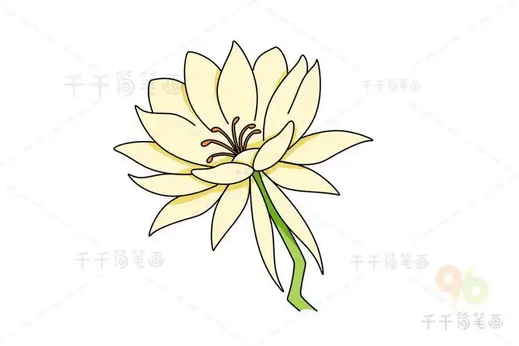 昙花仙简笔画 简笔画图片大全-蒲城教育文学网