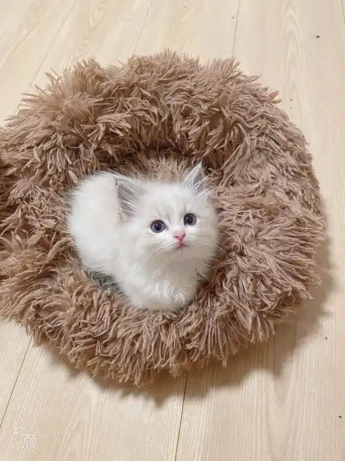 布偶小奶猫成长记录