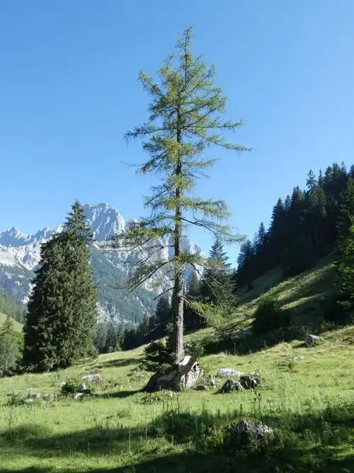 山下的树木,高清图片,手机壁纸