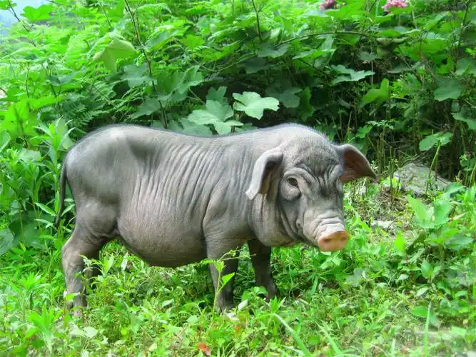 多彩播报  贵州土猪身上鲜美与油润共存的五花肉,红