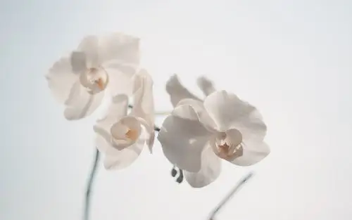 简约文艺复古唯美意境图片桌面壁纸高清大图预览1440x900_风格壁纸