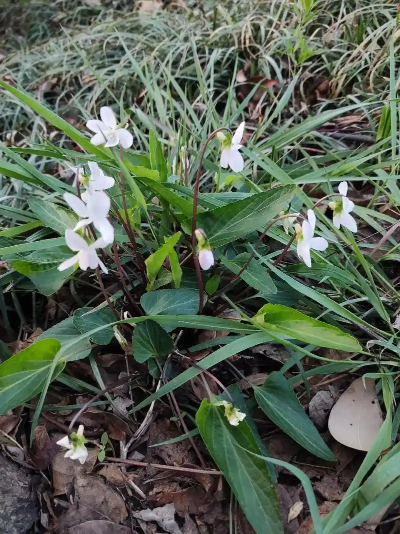 罕见,开白花的紫花地丁 - 抖音