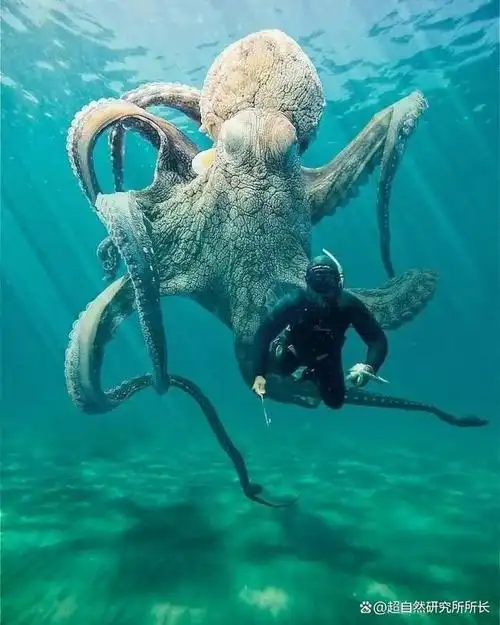 2011年,一位网友在甲板上拍到,一只被捕捞上岸的北太平洋巨型章鱼在众