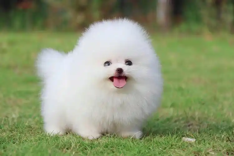 一折宠物活体 狗狗 小型犬 袖珍