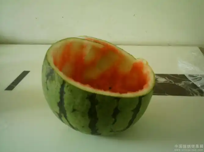 喂食鸽子西瓜皮好处多