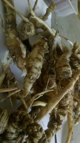 南沙参野生中药材秦岭略阳沙泡参天硫干品包邮