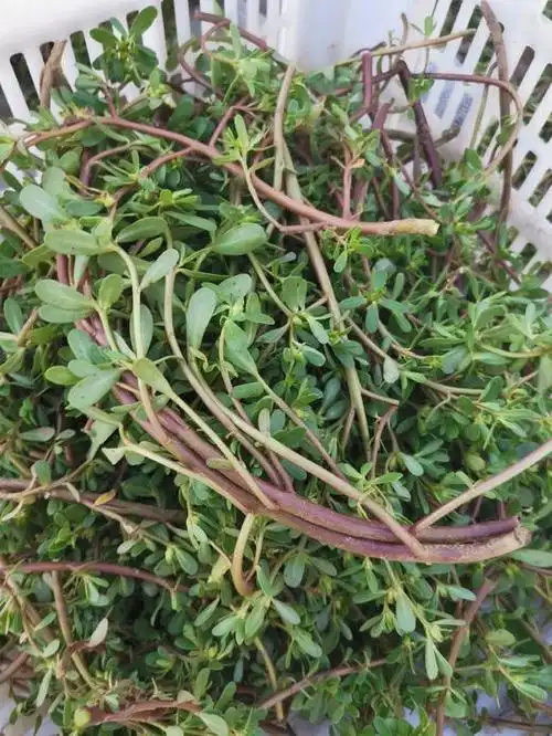 马齿苋为马齿苋科马齿苋属一年生草本植物别名蜀本草,马齿草马苋长命