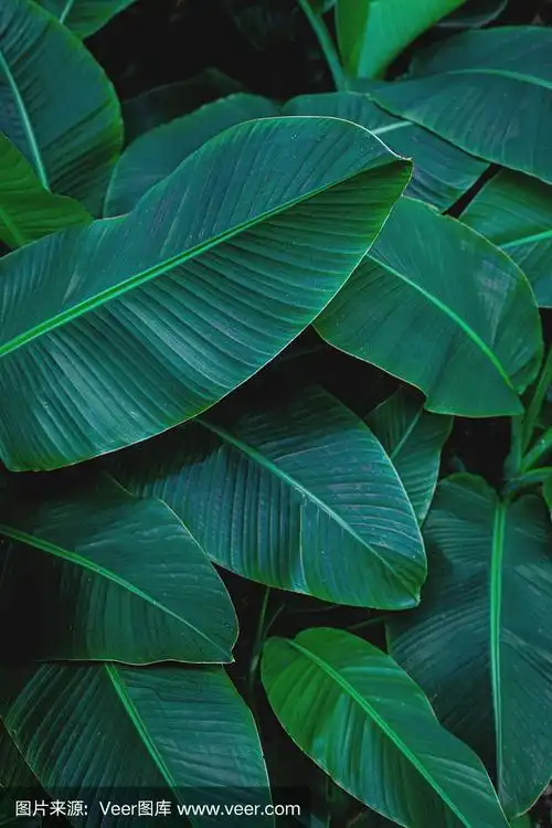 热带绿色芭蕉叶背景
