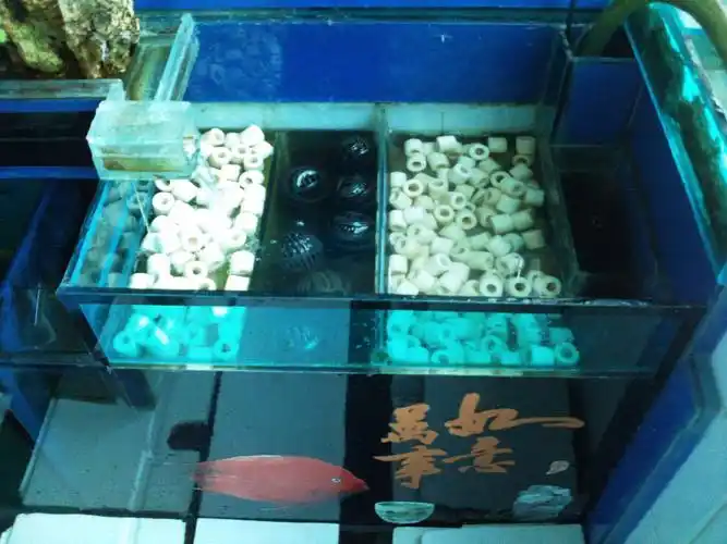鱼缸背滤的滤材顺序?