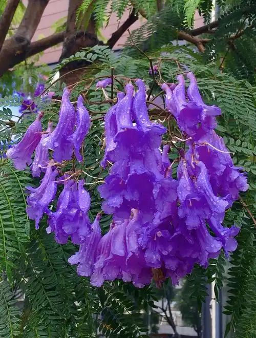 蓝花楹,春天的梦境