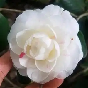 抓破美人脸挂线嫦娥m彩名贵稀有福建龙ij岩精品茶花盆栽.绿植花卉