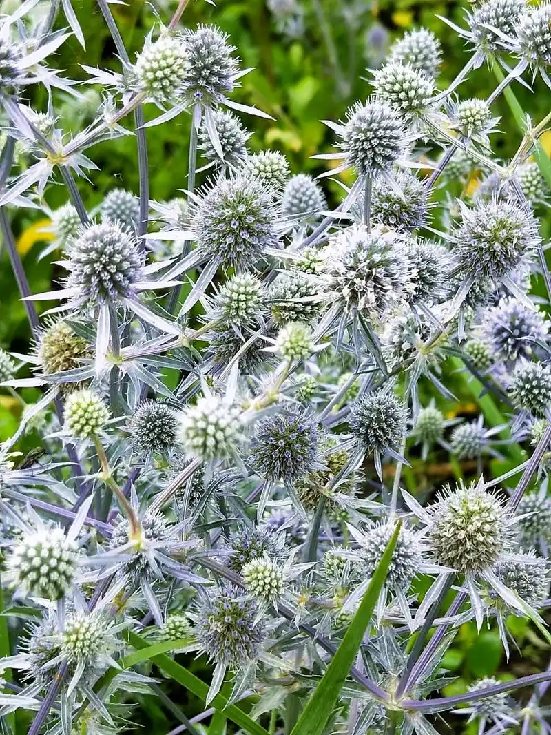 身边植物之扁叶刺芹因基生叶边缘有粗锯齿而得名俗称海冬青或滨刺芹又