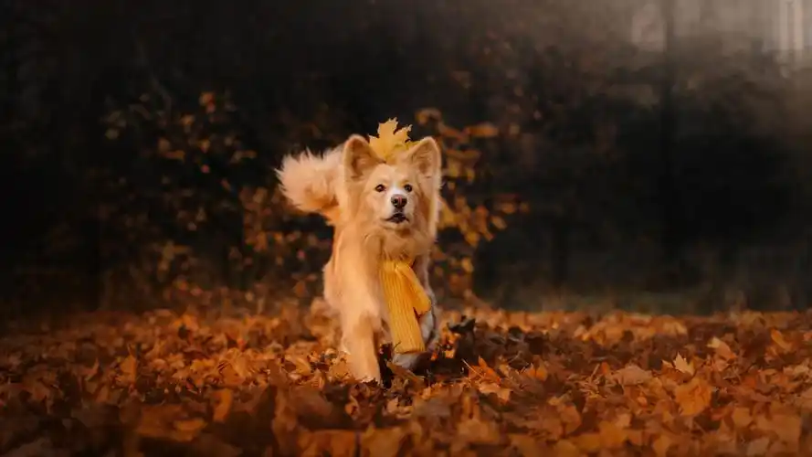 踏实且忠心的温情陪伴,陪你度过难忘时光的狗狗还在身边嘛?