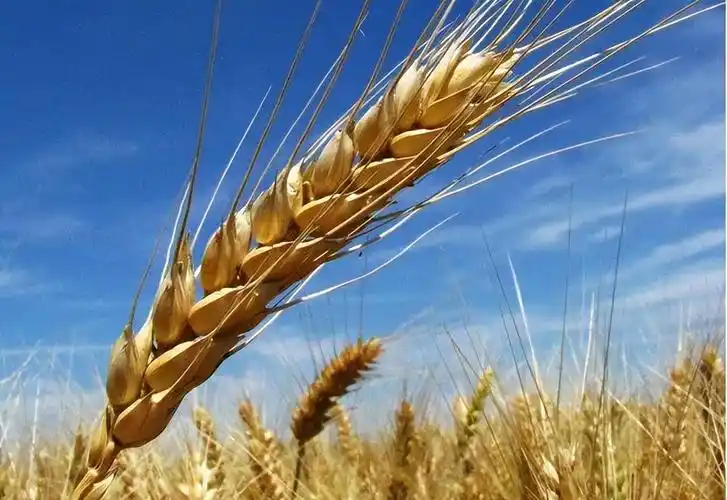 同样是小麦为什么西方发明的是面包而中国发明的是馒头