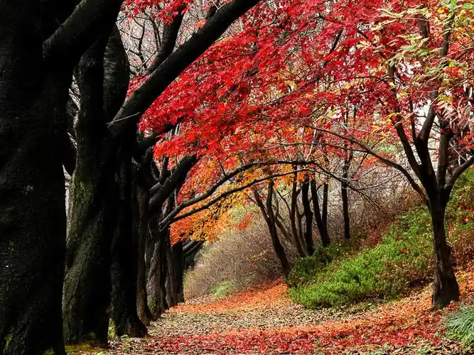 器材不是问题打造你的迷人景深照片
