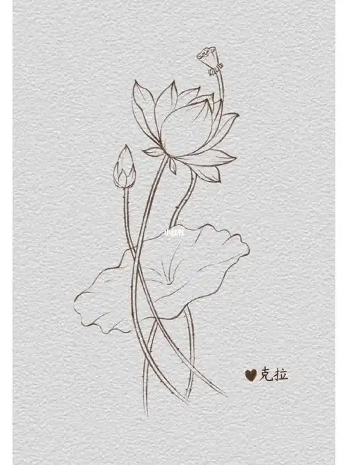 荷花  #线稿  #花卉  #花卉植物  #线描花卉  #黑白线描  #荷花线稿