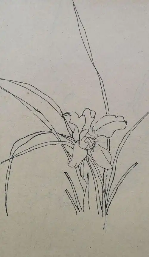 兰花速写