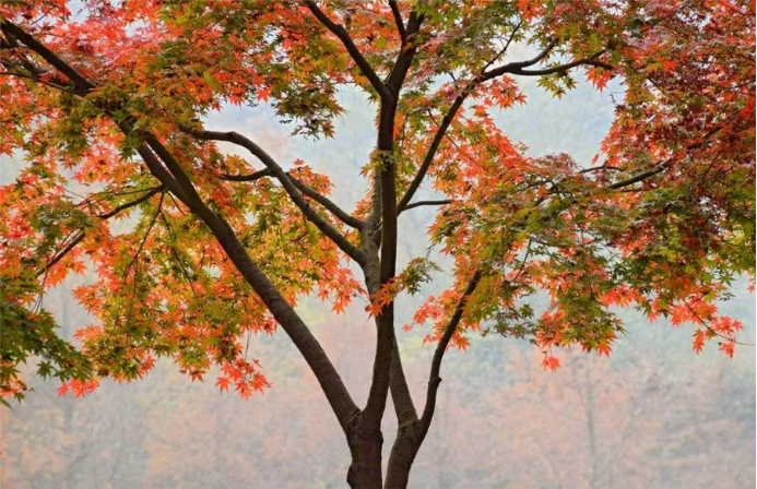 学会欣赏槭树的美