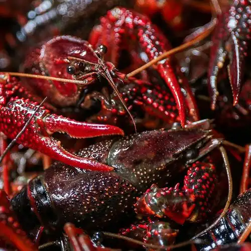 鲜活湖北大号装中5斤活虾清水潜江新鲜活龙虾活虾