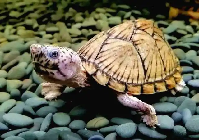 又到了买龟的季节,简单聊聊剃刀龟的饲养_钓鱼信息_尚斯网