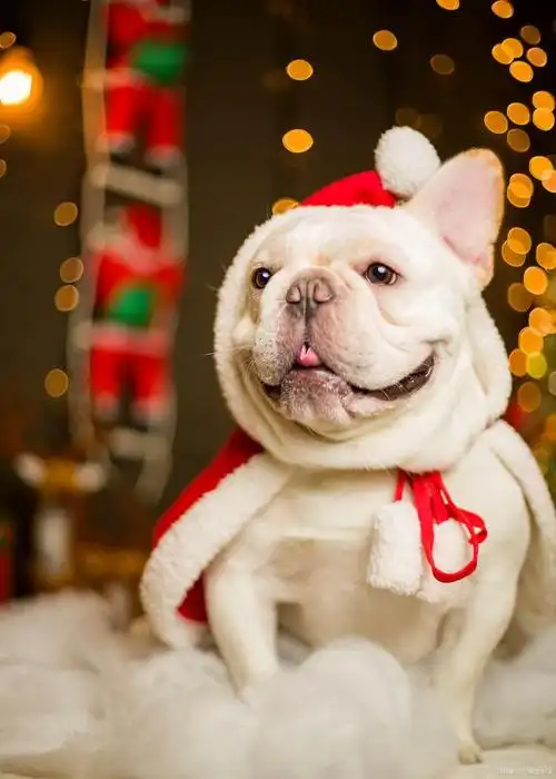 法国斗牛犬的心灵信号:揭秘6个常被忽略的求救信号