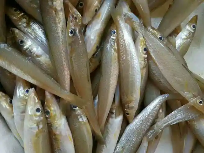 野生大沙尖鱼幼鳞纯野生富含叶酸等多种营养常吃沙尖鱼对身体益处多多