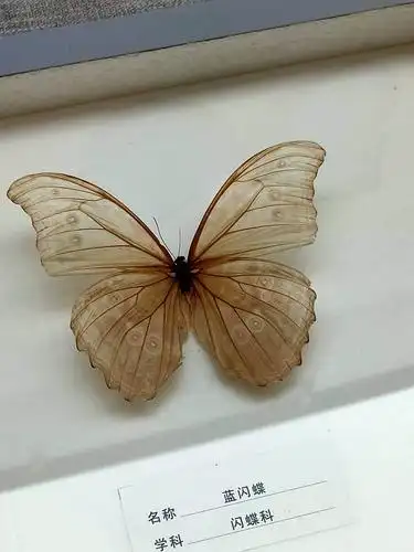 参观美丽的蝴蝶标本展