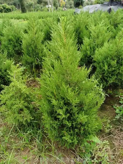 50公分塔柏树小苗一棵,50公分,60公分,30公分塔柏价格