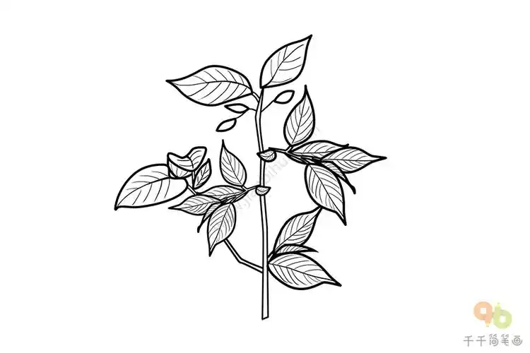 杜仲简笔画画法