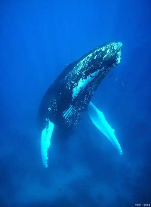 蓝鲸有什么生活习性