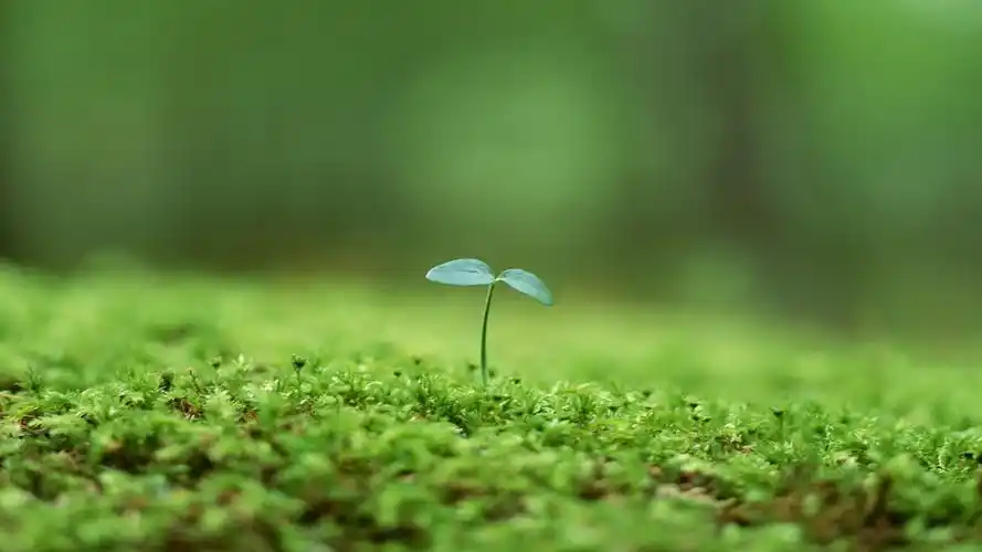 清新绿色护眼嫩芽桌面壁纸下载 第一辑高清大图预览1920x1080_植物壁