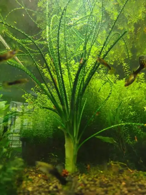 帮老爸出母子细叶龙鞭草