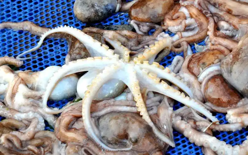 八爪鱼鲜活上市这样的美味怎能错过