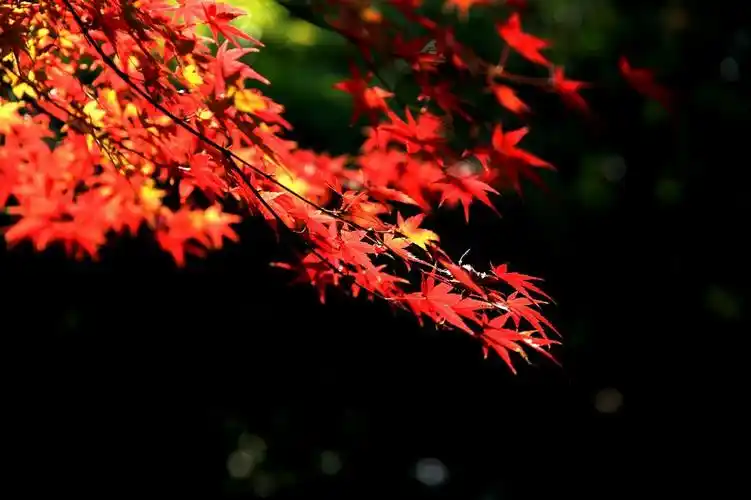 标题:秋叶飞舞的季节