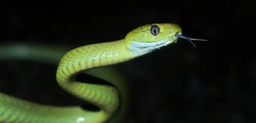 看着骨头酥但这组在盈江拍的蛇真惊艳