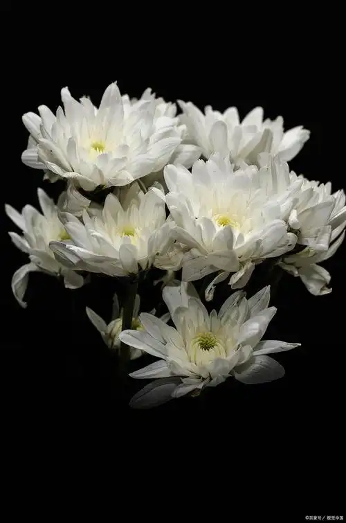 清明节第二天,对亲人的思念依然堆满心头