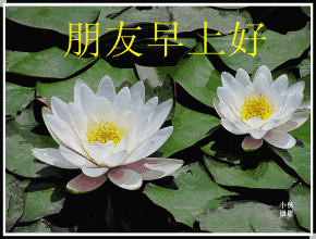 朋友早上好(中老年表情包)