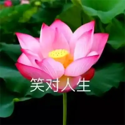 荷花头像带四个字