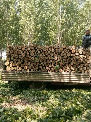 常年高价收树,杀树,收各种旧木头