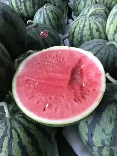 西瓜之乡河南夏邑8424即将上市