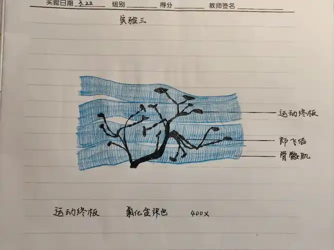 组胚运动终板