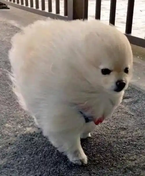 狗子出门散步发型被吹成海狗铲屎官笑疯