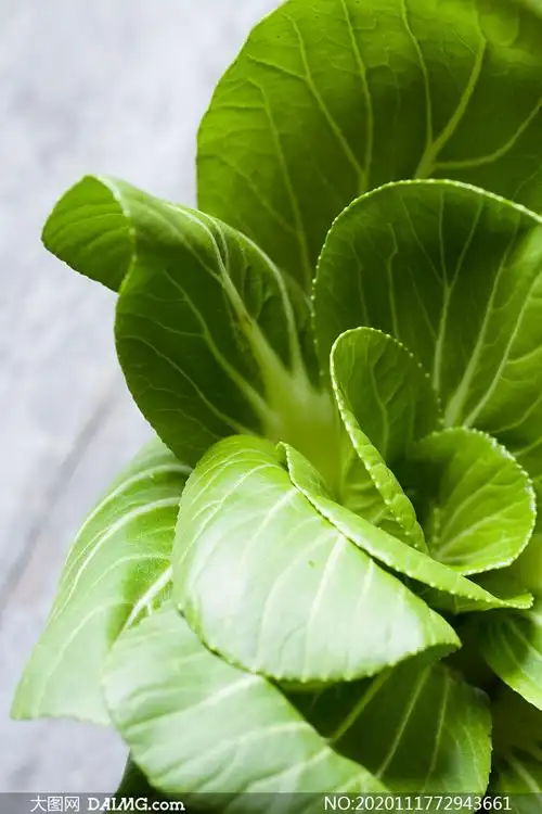 绿油油的青菜近景特写摄影高清图片_大图网图片素材